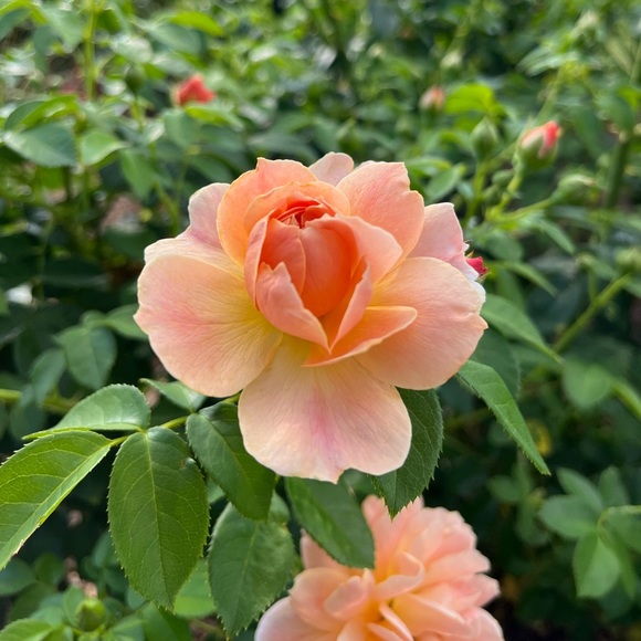 Meet your Posher, Marilyn - Picture 3 of 6